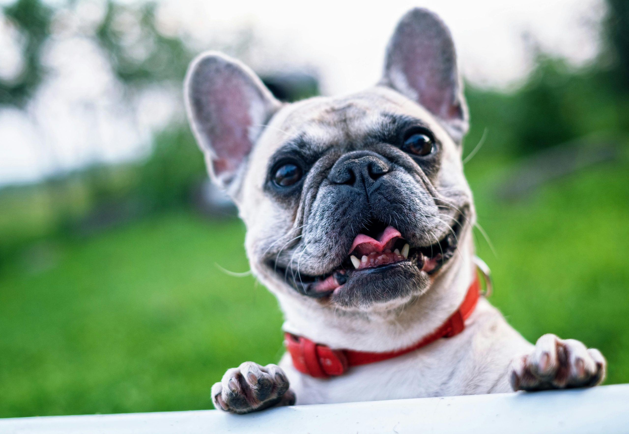 Why Hire a Pet Sitter?